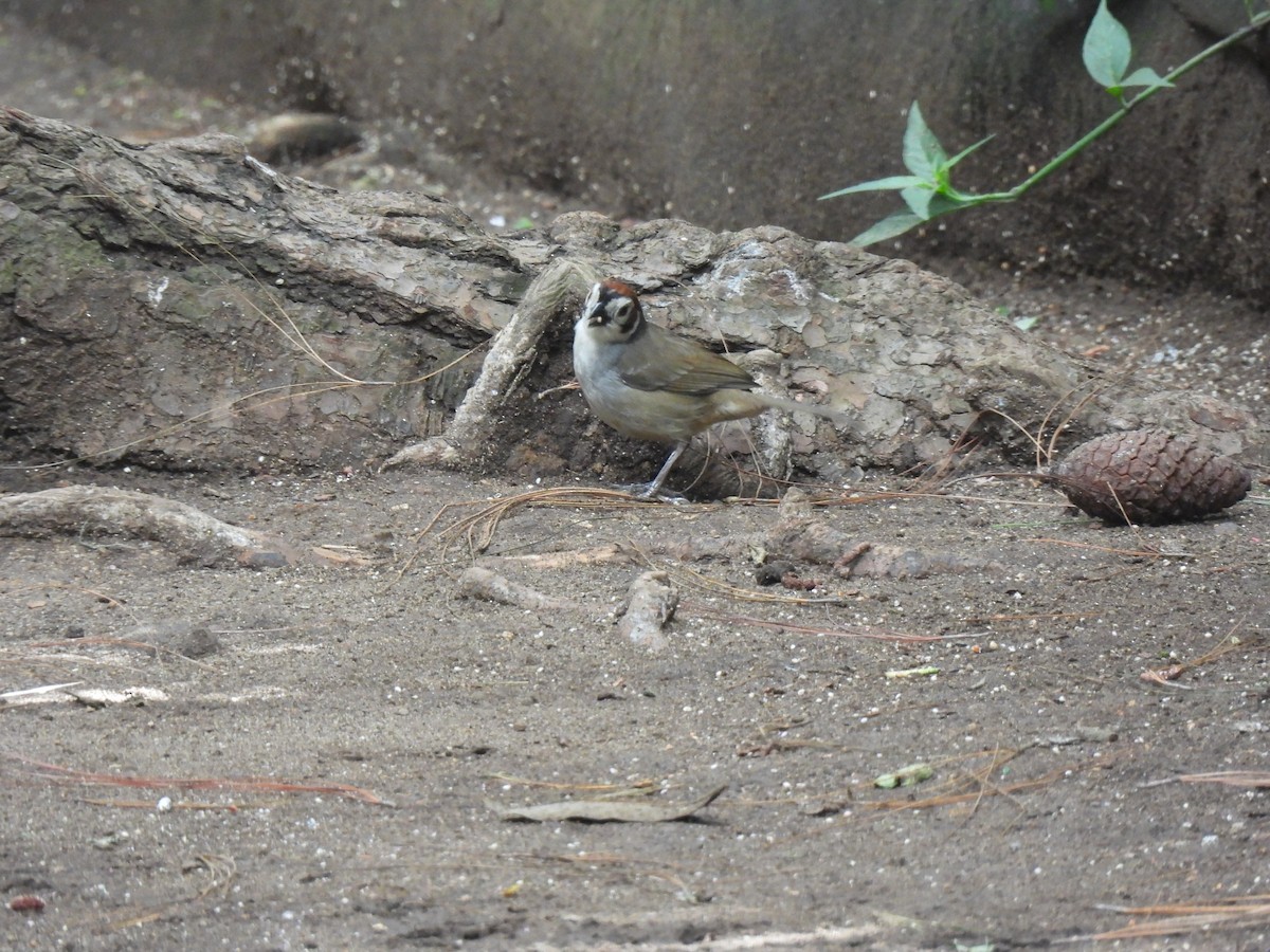 White-faced Ground-Sparrow - ML620276972