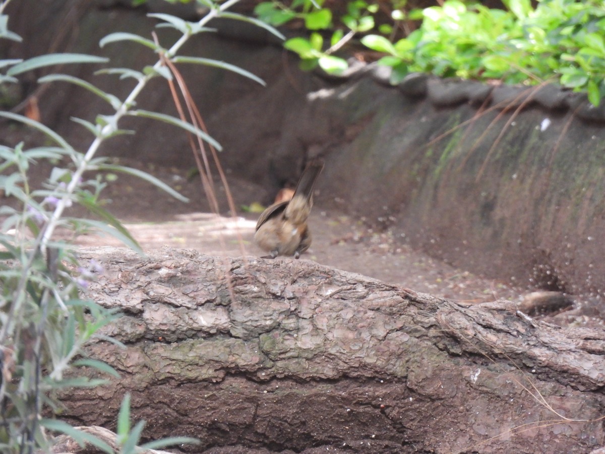 White-faced Ground-Sparrow - ML620276973