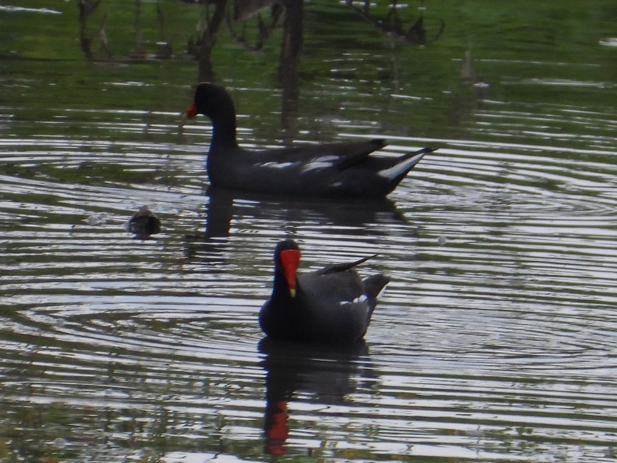 Common Gallinule - ML620276975