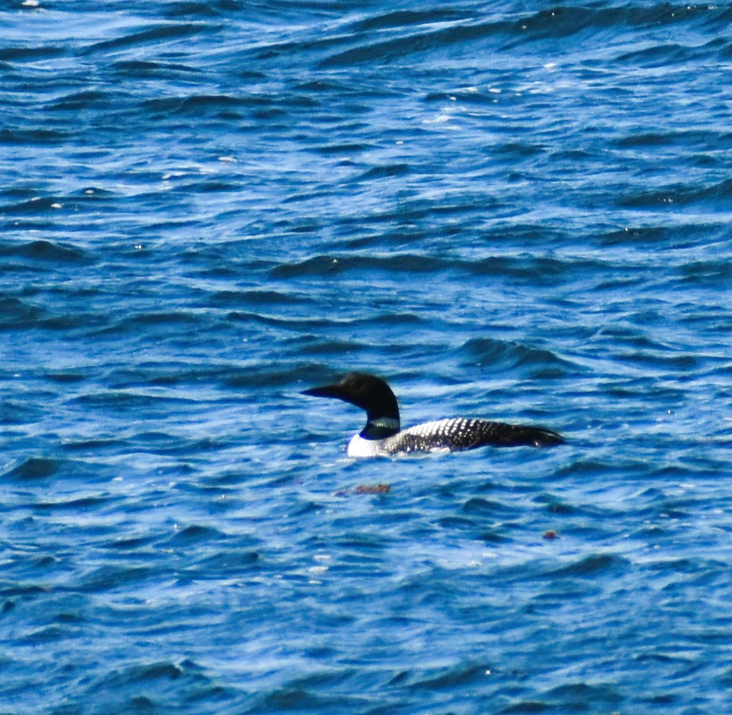 Common Loon - ML620276977