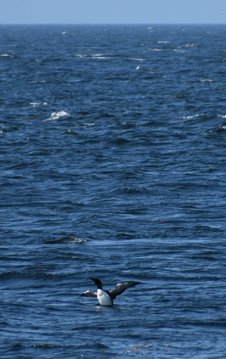 Common Loon - ML620276978