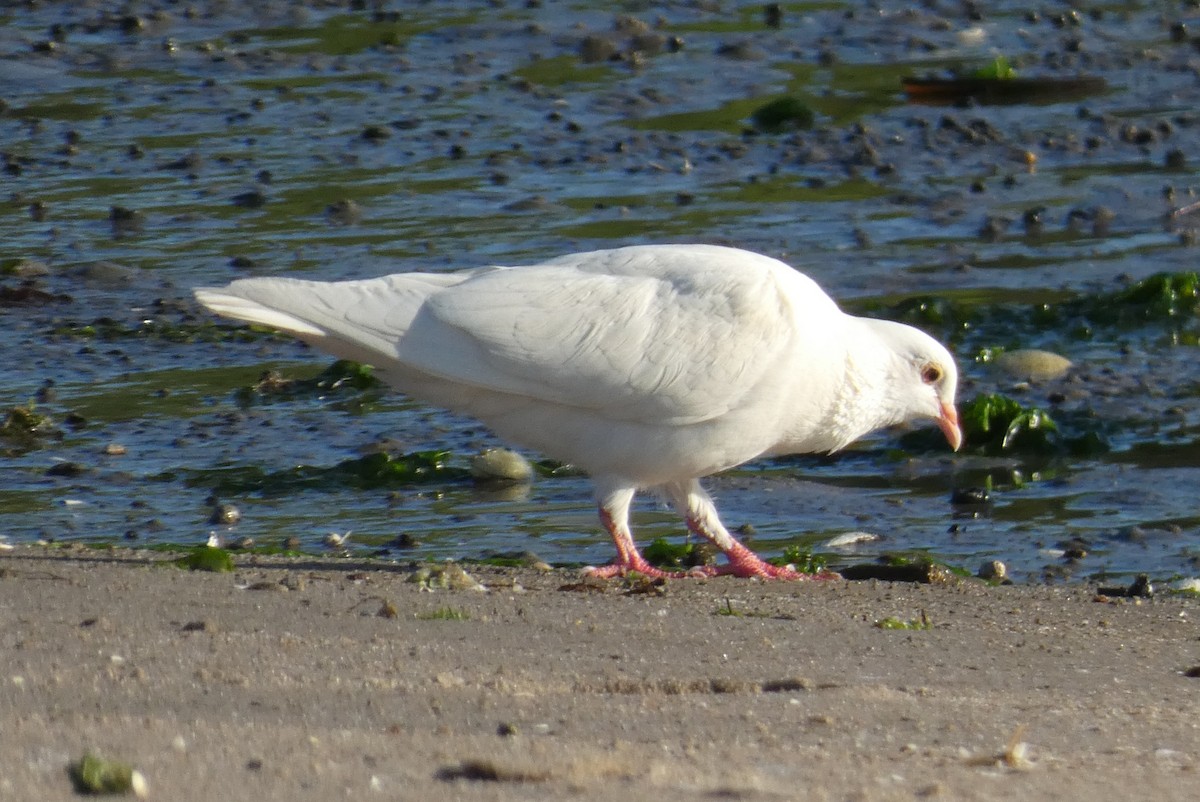 Rock Pigeon (Feral Pigeon) - ML620276980