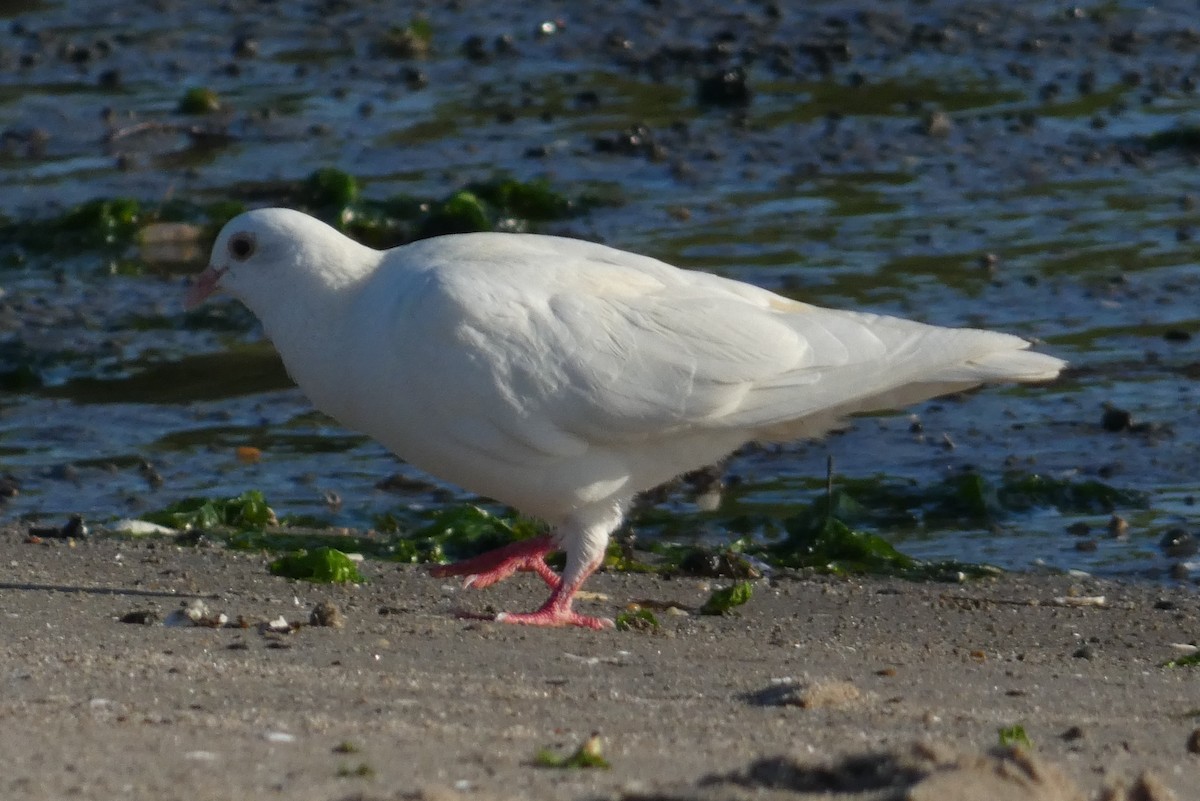 Rock Pigeon (Feral Pigeon) - ML620276981