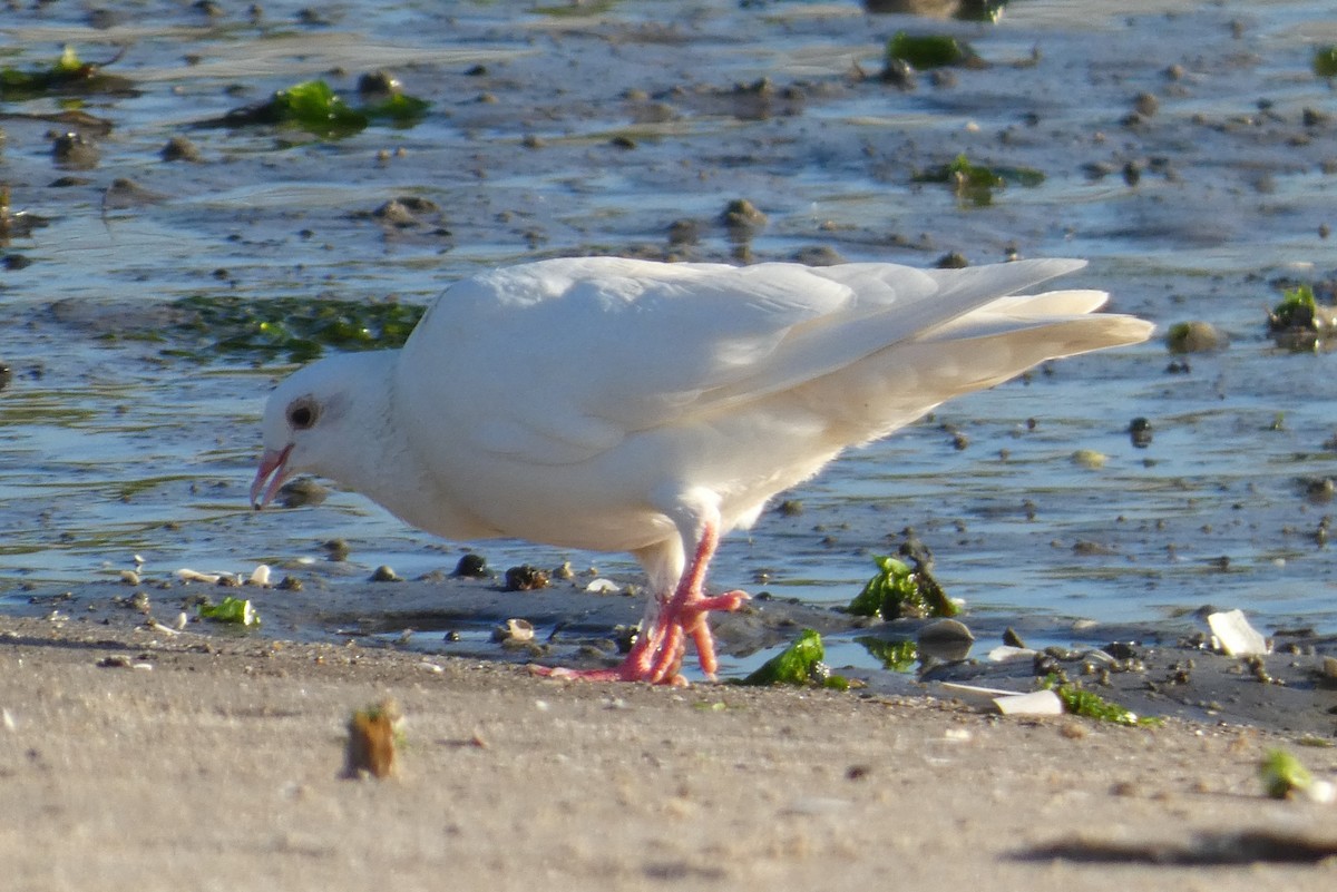 Rock Pigeon (Feral Pigeon) - ML620276982