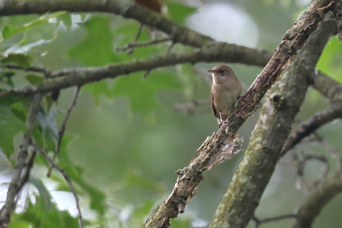 House Wren - ML620276987