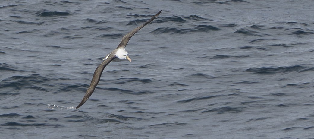 albatros černobrvý - ML620276994