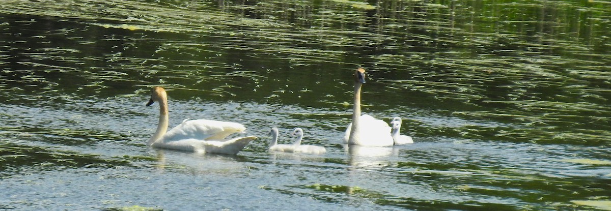 Trumpeter Swan - ML620276995