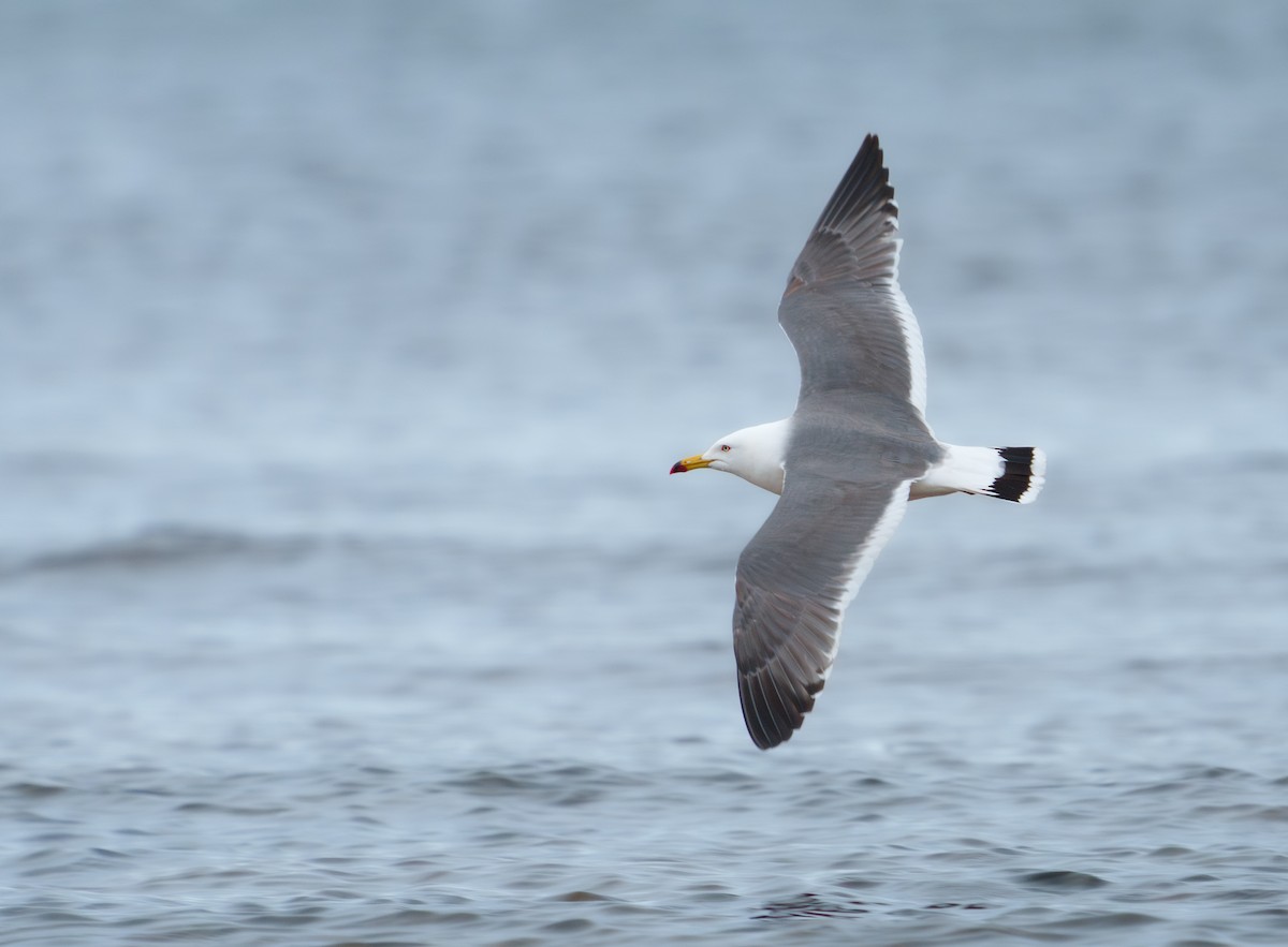 Black-tailed Gull - Isaac Polanski