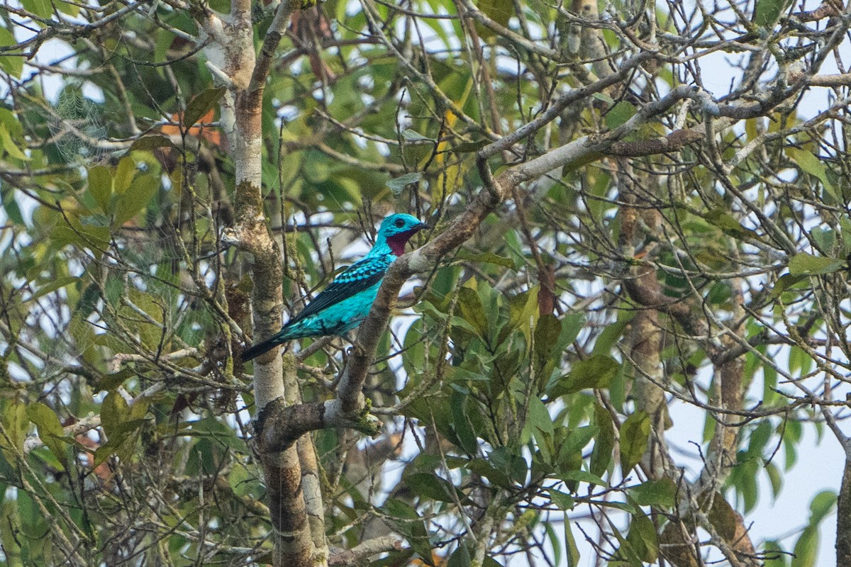 Cotinga de Cayenne - ML620277009