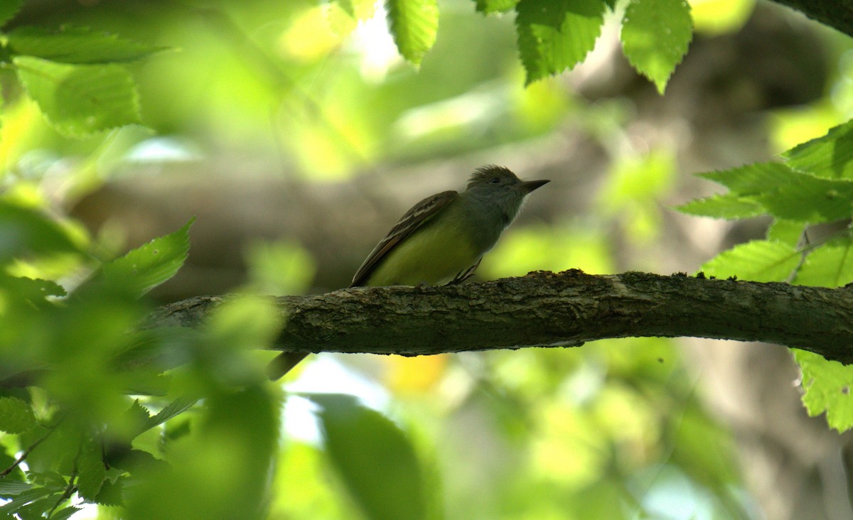 Great Crested Flycatcher - ML620277019