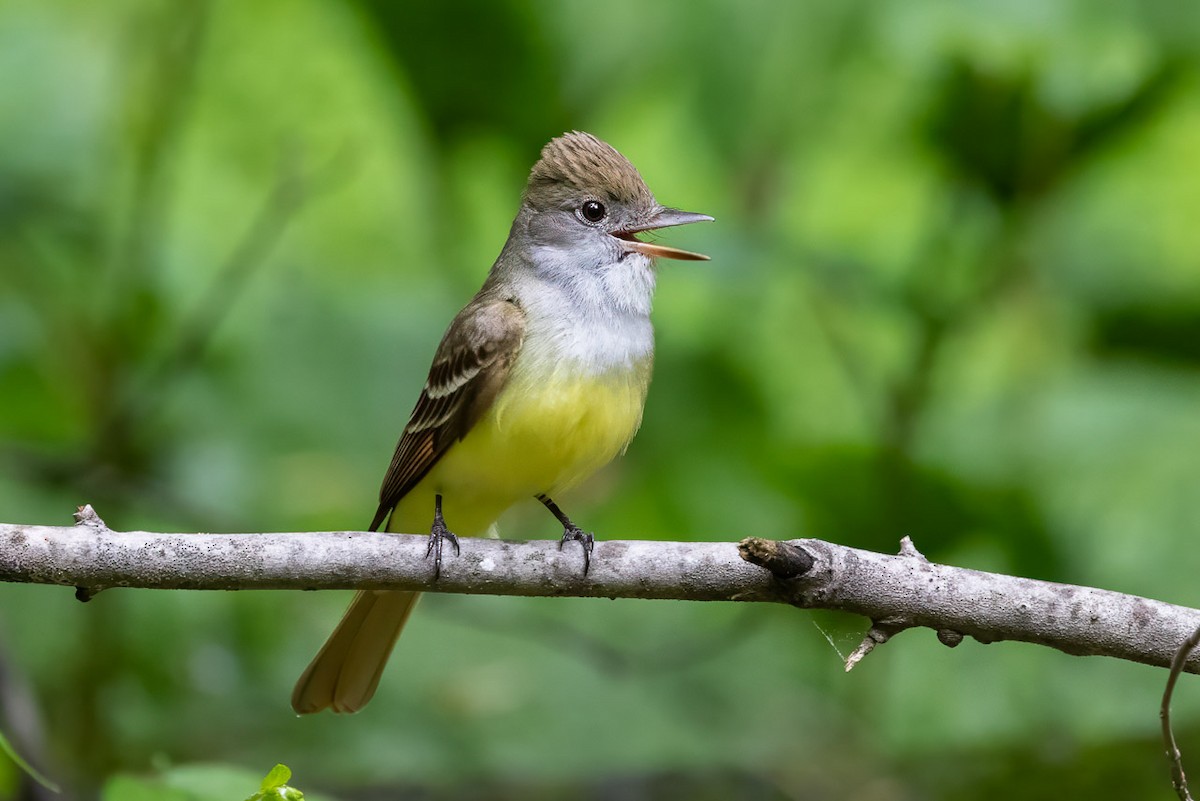 Great Crested Flycatcher - ML620277020