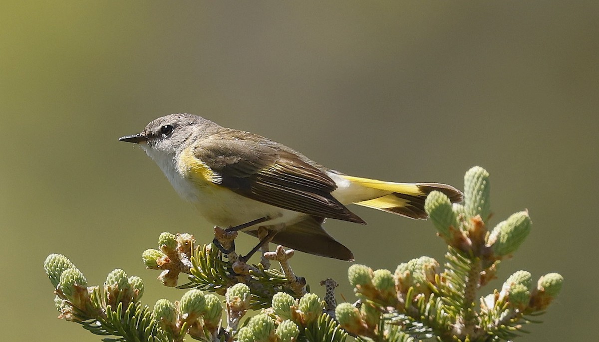 American Redstart - ML620277021