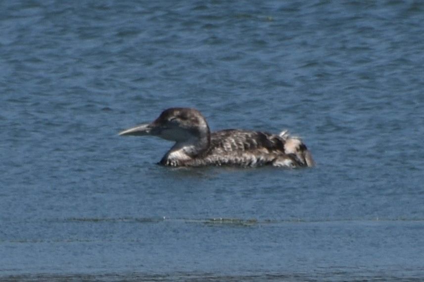 Yellow-billed Loon - ML620277022