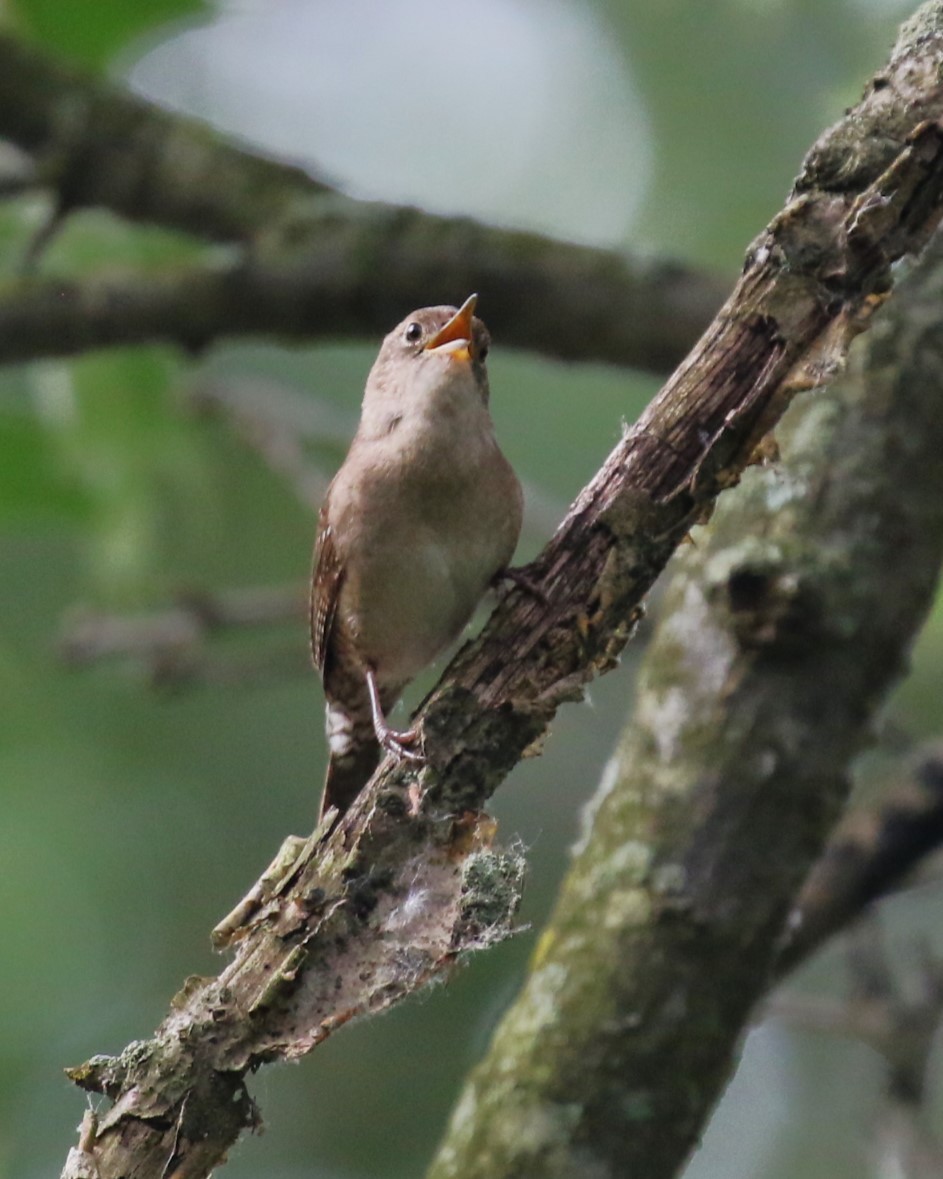 House Wren - ML620277023