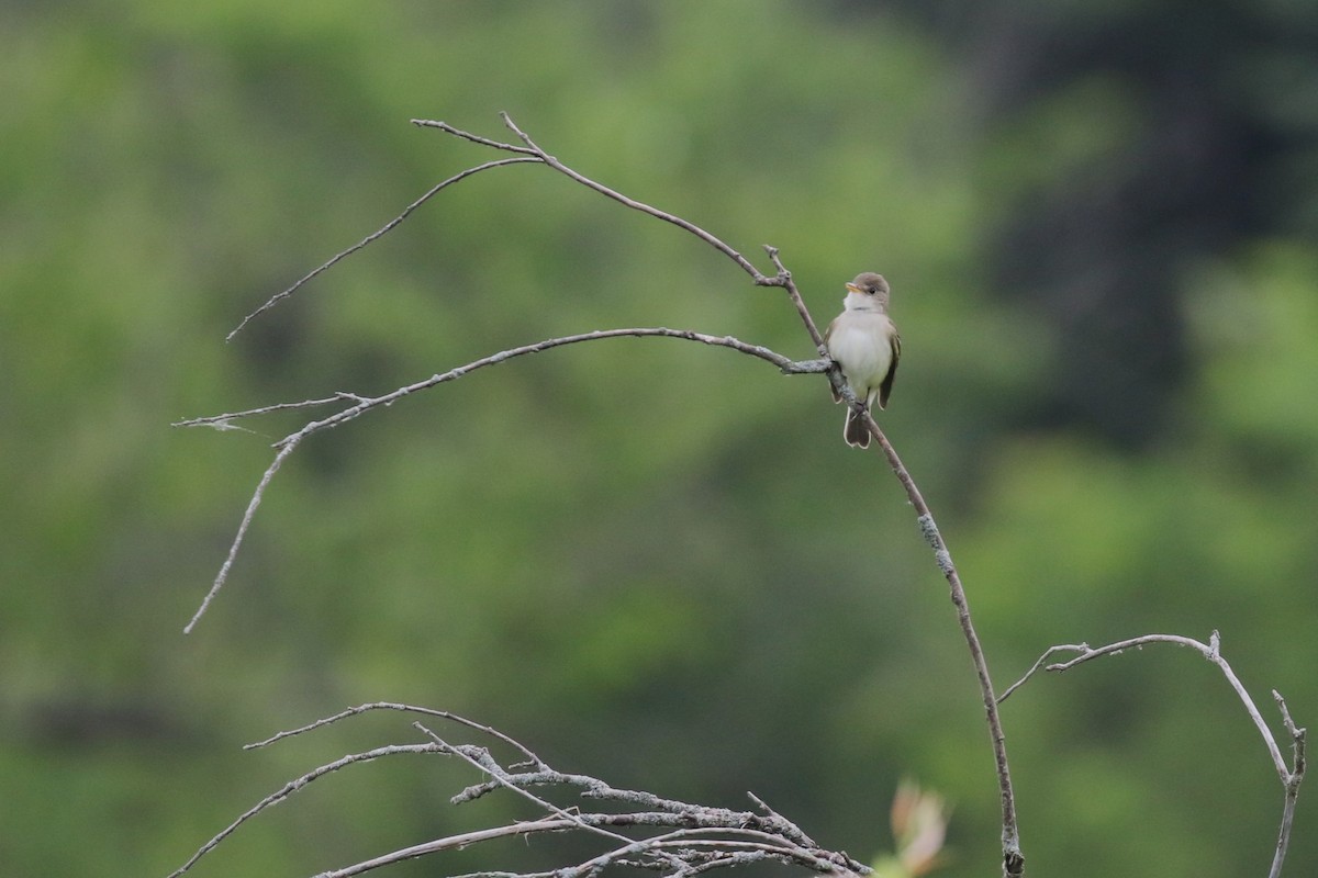 Willow Flycatcher - ML620277029