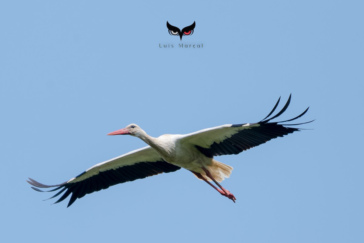 stork - ML620277030