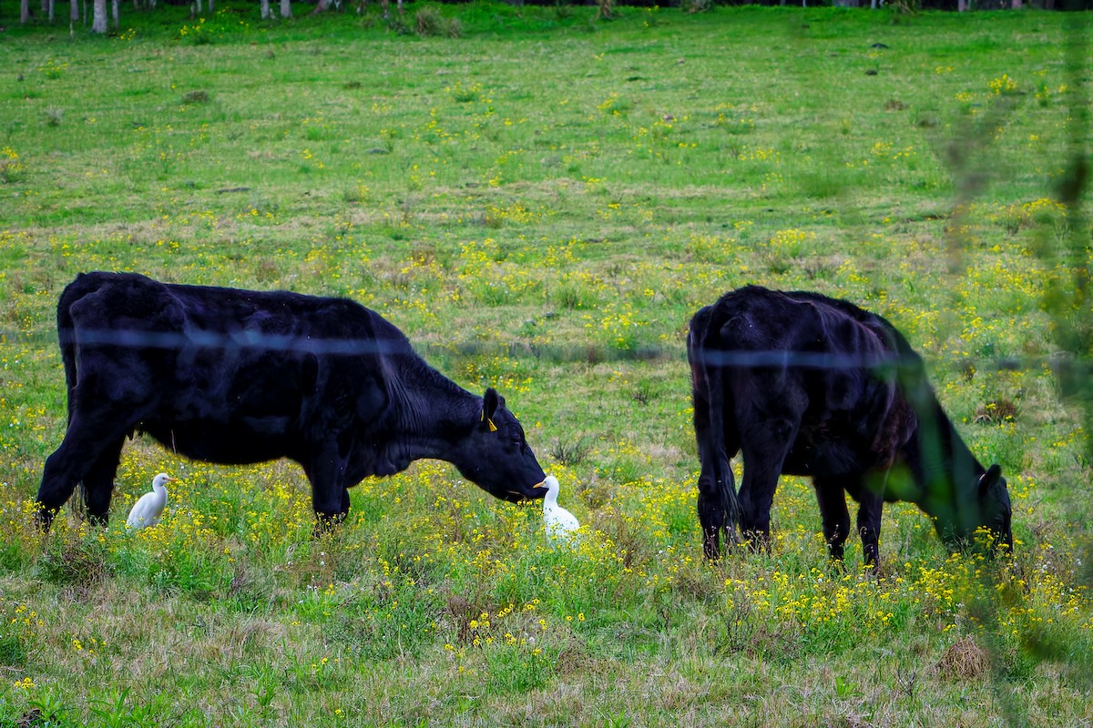 Eastern Cattle Egret - ML620277032