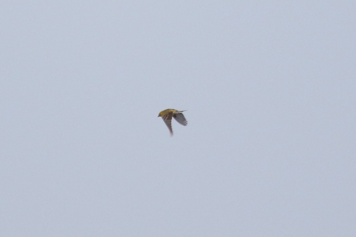 Pine Warbler - ML620277035