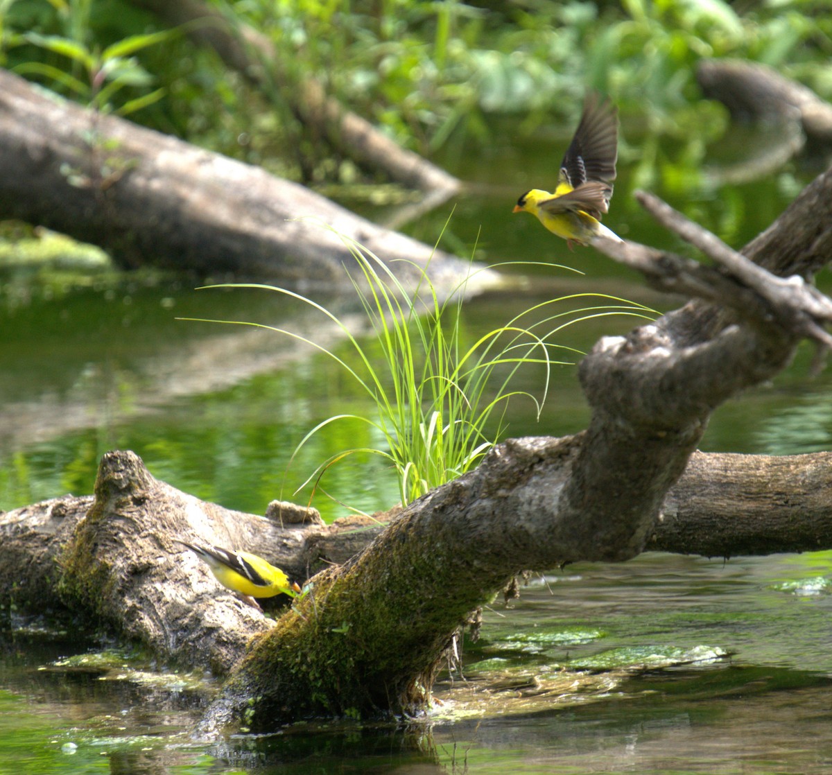 American Goldfinch - ML620277040