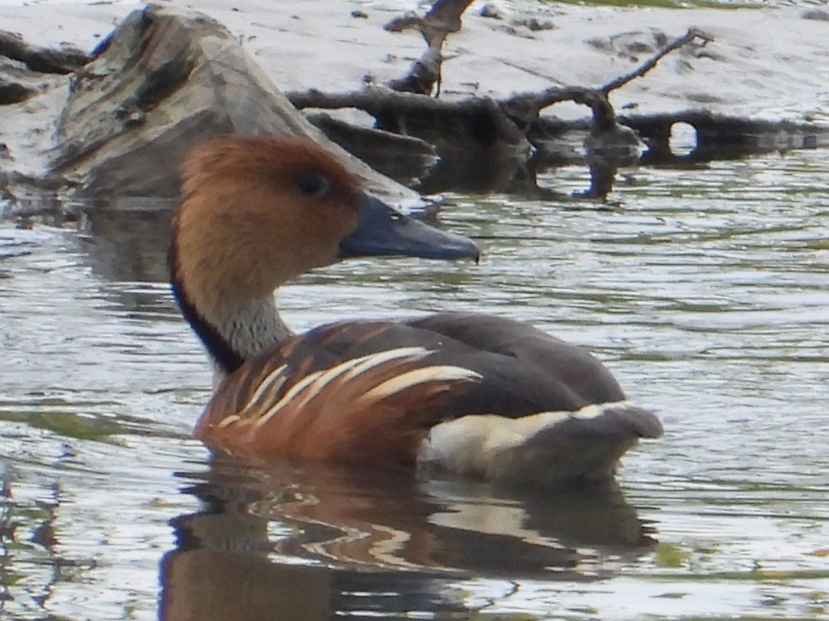 Fulvous Whistling-Duck - ML620277042