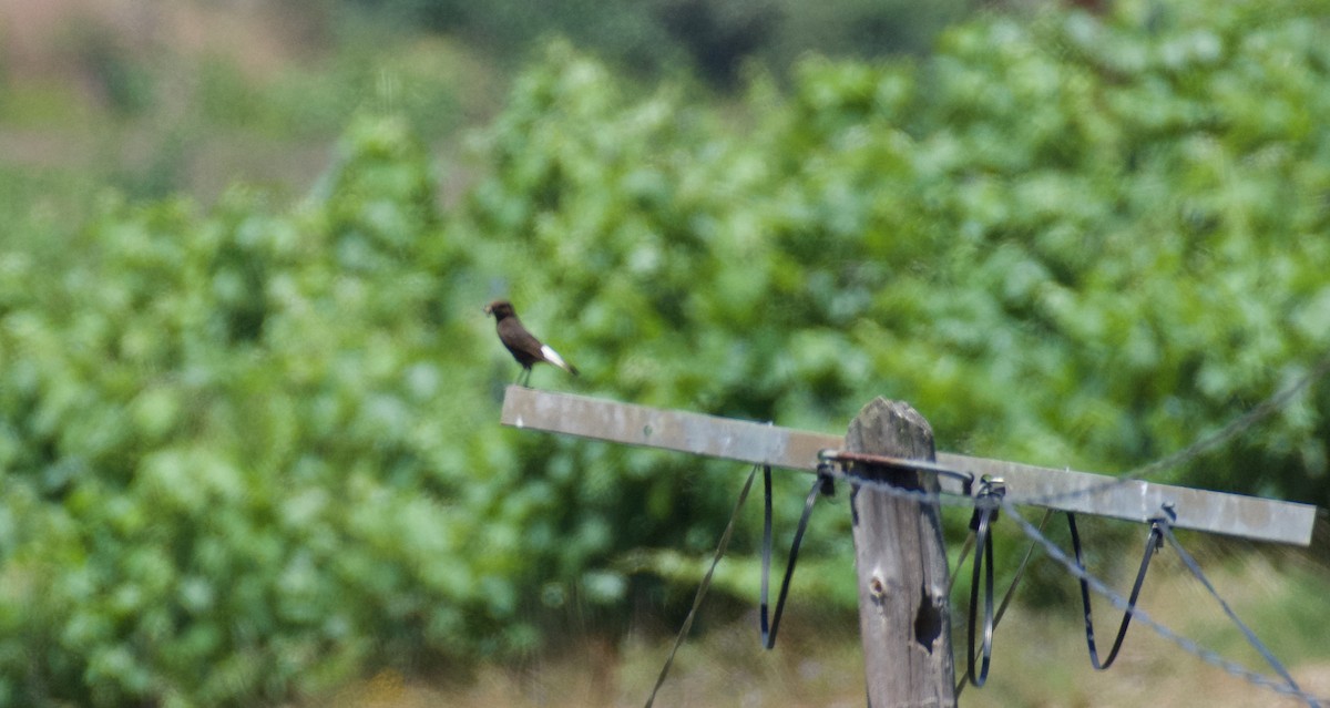 Black Wheatear - ML620277053