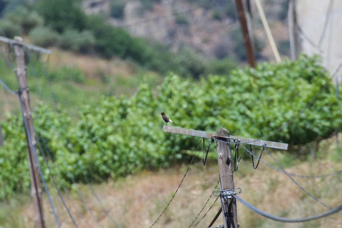 Black Wheatear - ML620277054