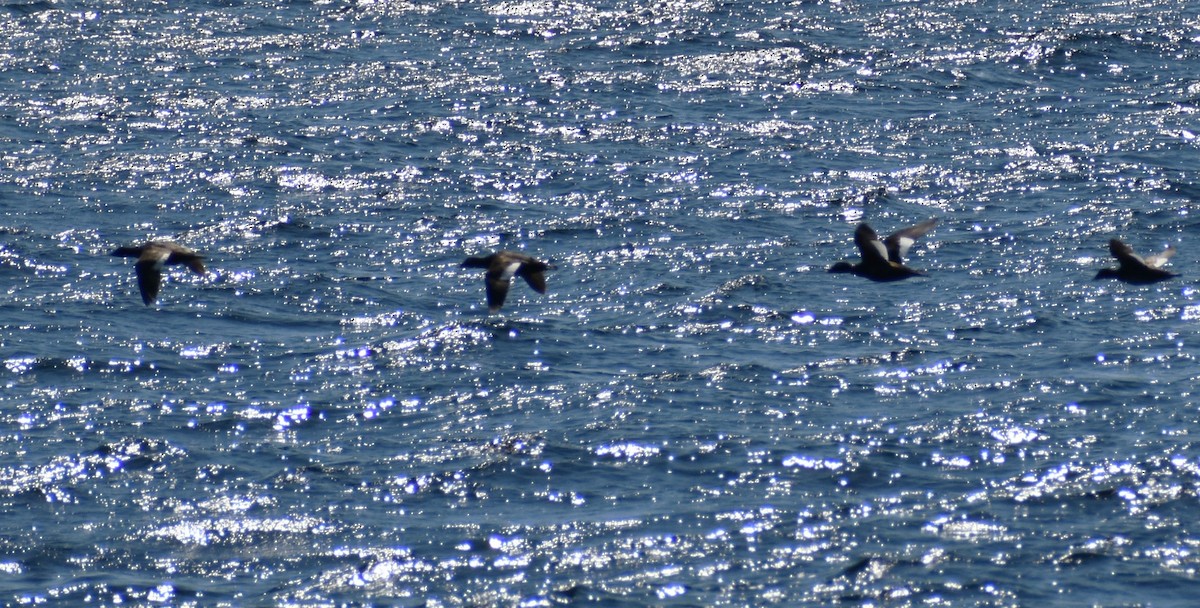 White-winged Scoter - ML620277059