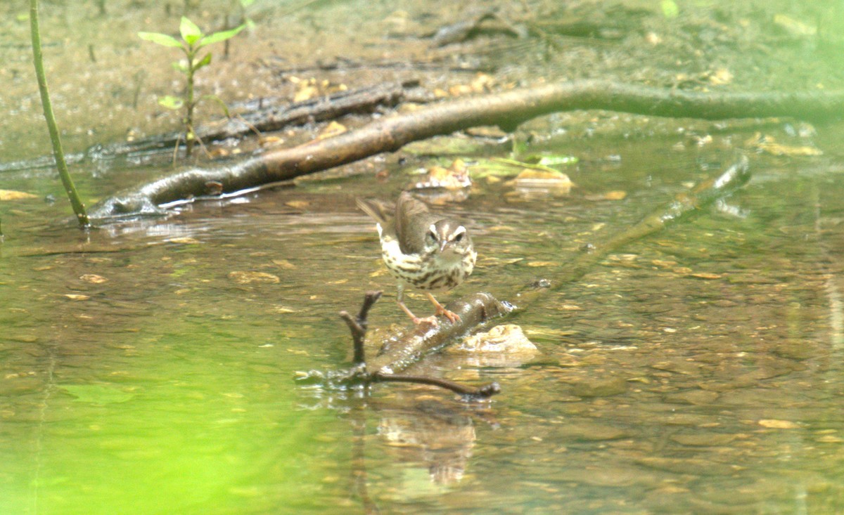 Louisiana Waterthrush - ML620277061