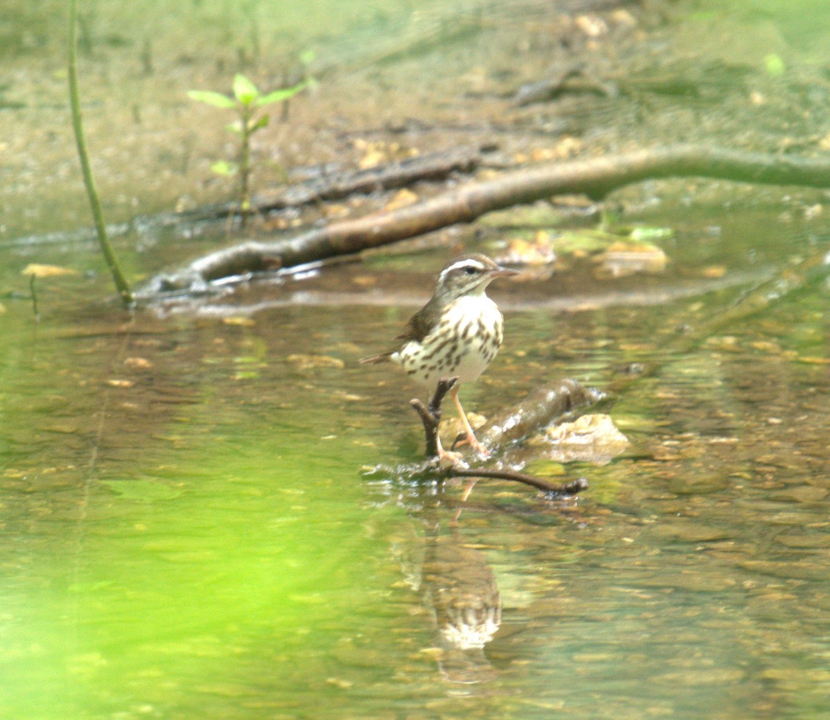 Louisiana Waterthrush - ML620277062