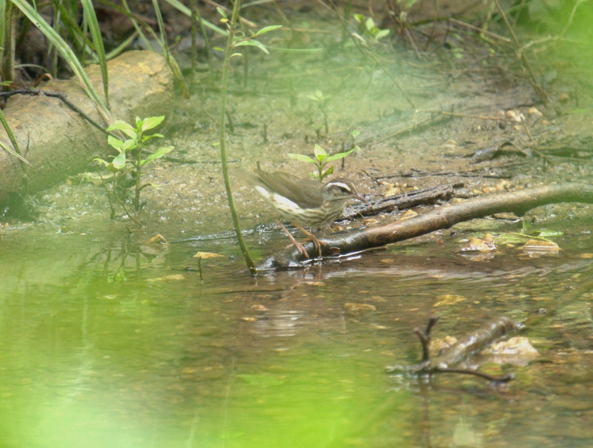 Louisiana Waterthrush - ML620277063