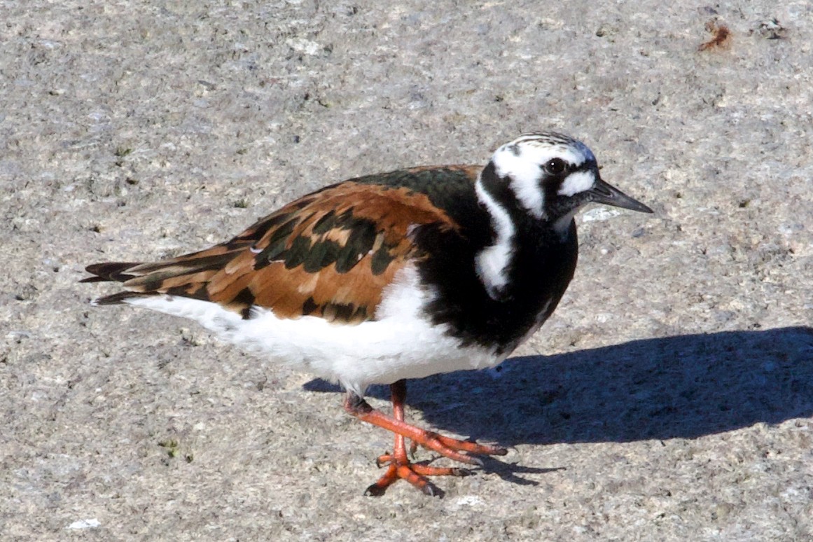 Ruddy Turnstone - ML620277074