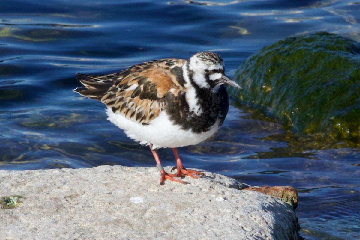 Ruddy Turnstone - ML620277075