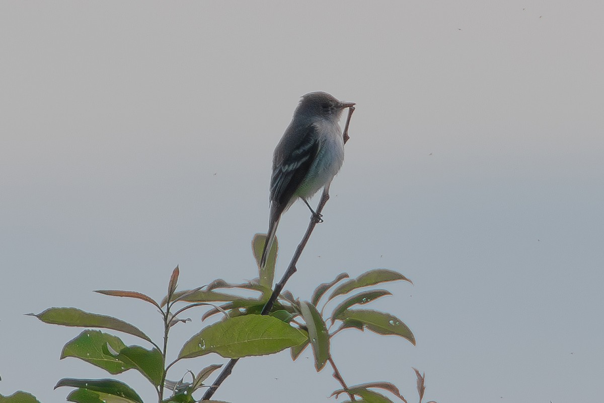 Willow Flycatcher - ML620277076