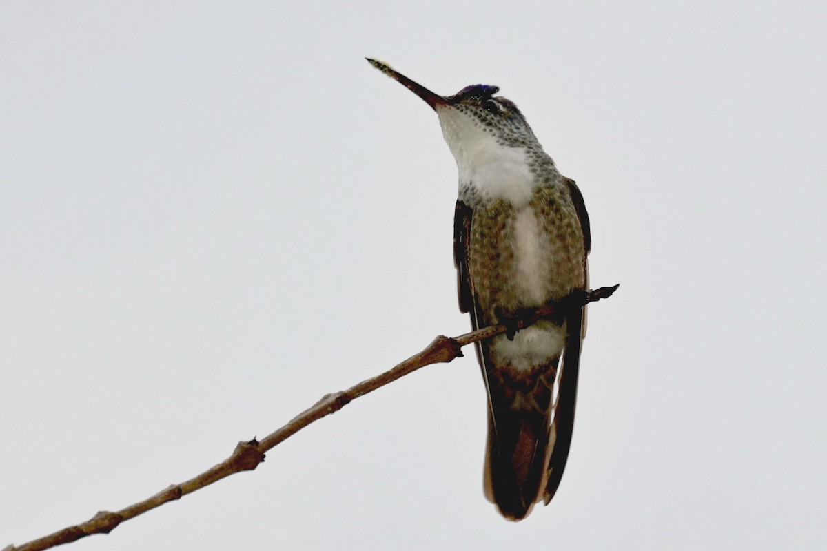 kolibřík azurovotemenný - ML620277096