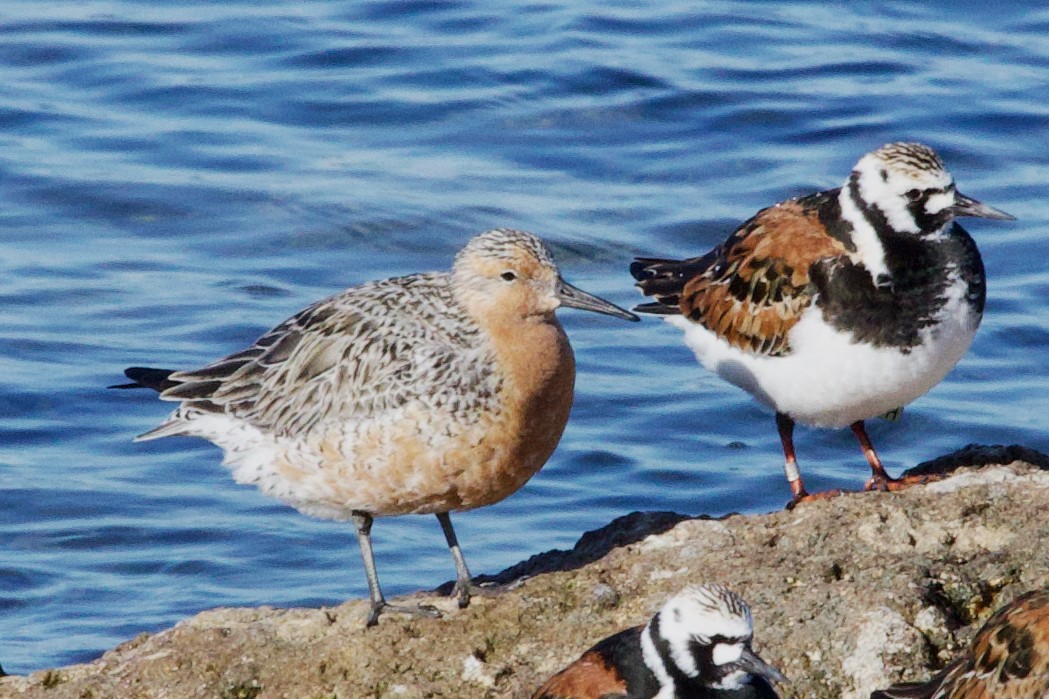 Red Knot - ML620277103