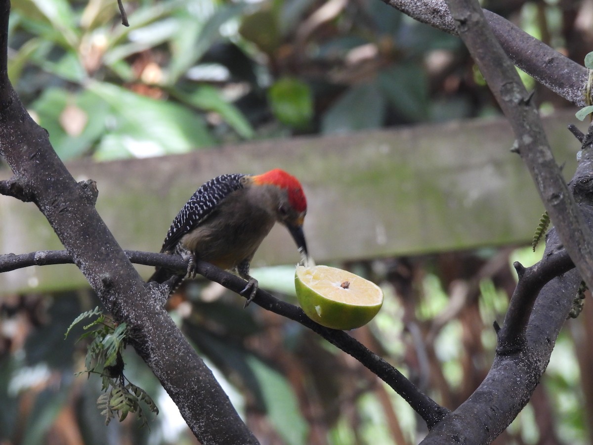 Golden-fronted Woodpecker - ML620277106
