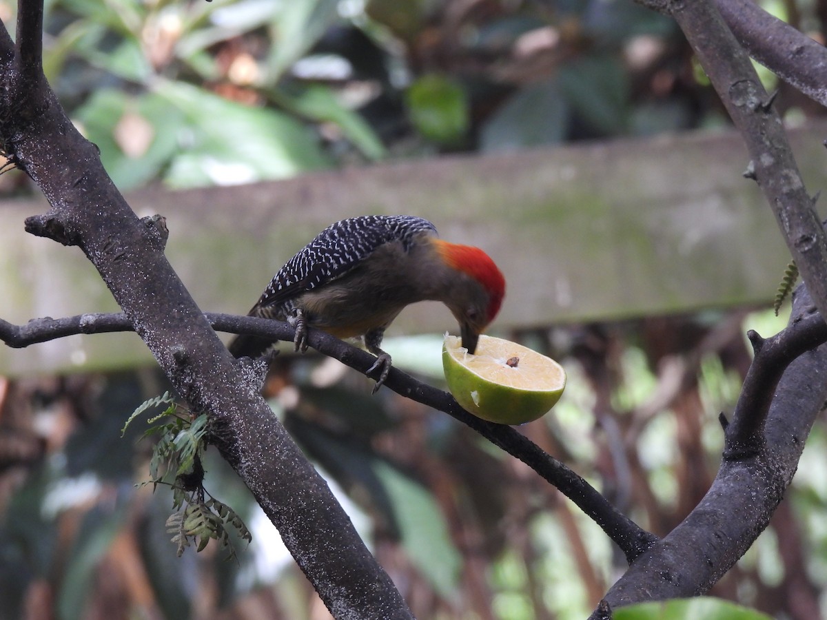 Golden-fronted Woodpecker - ML620277107