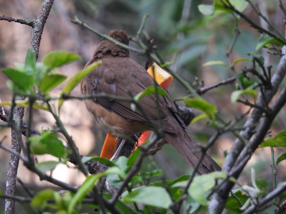 Clay-colored Thrush - ML620277111