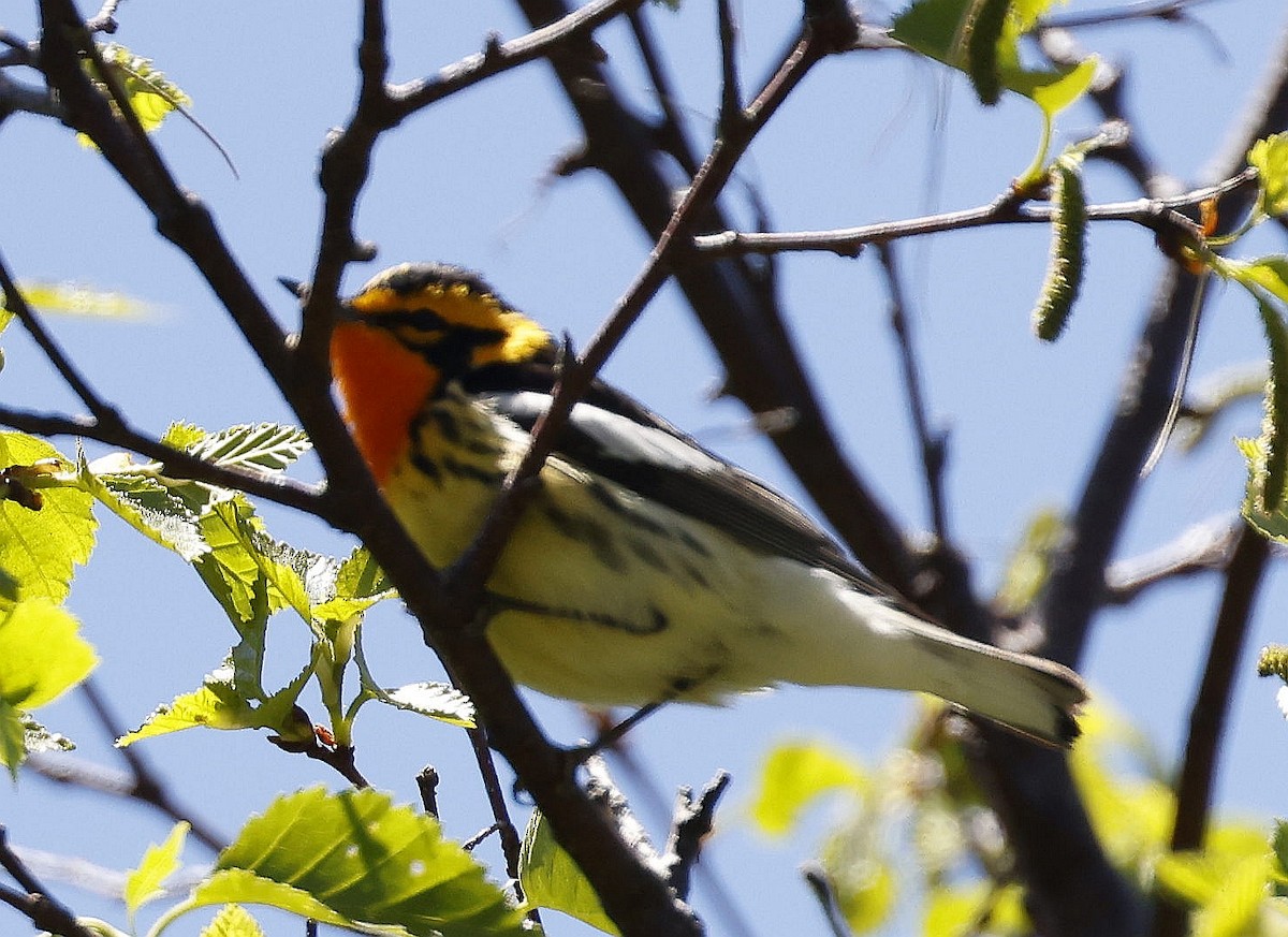 Blackburnian Warbler - ML620277115