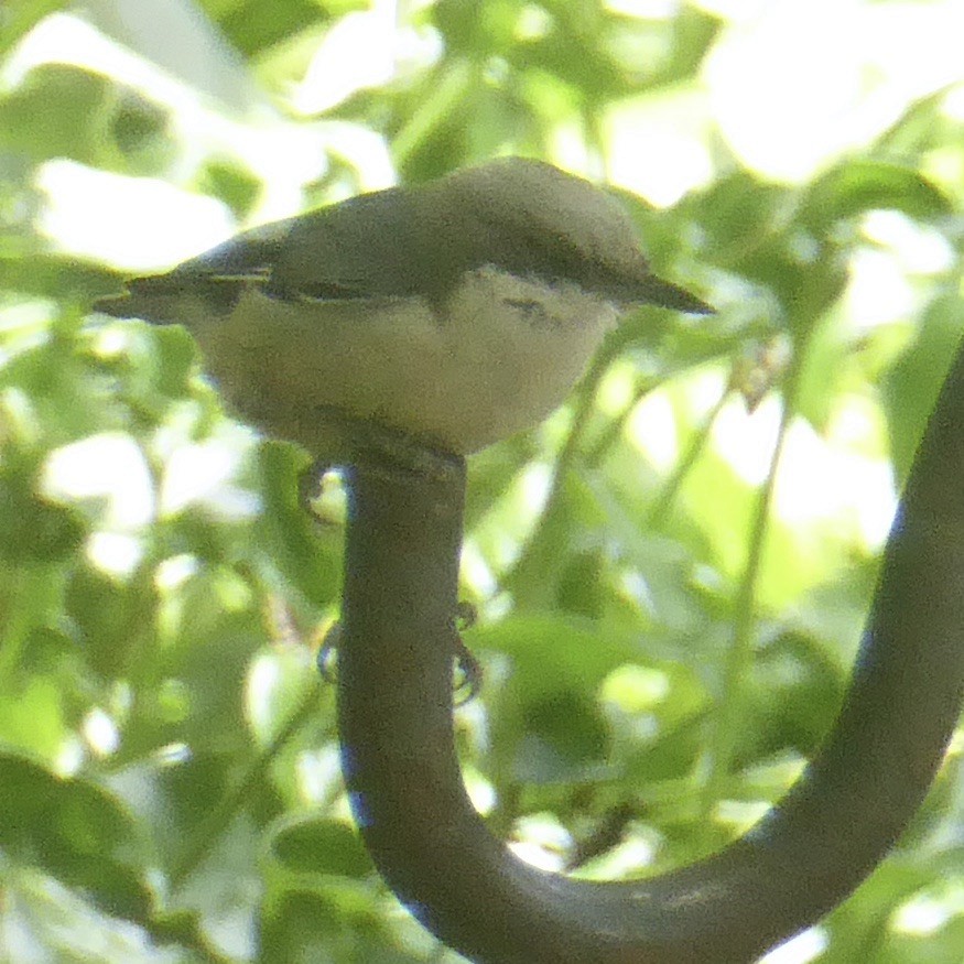 Pygmy Nuthatch - ML620277128