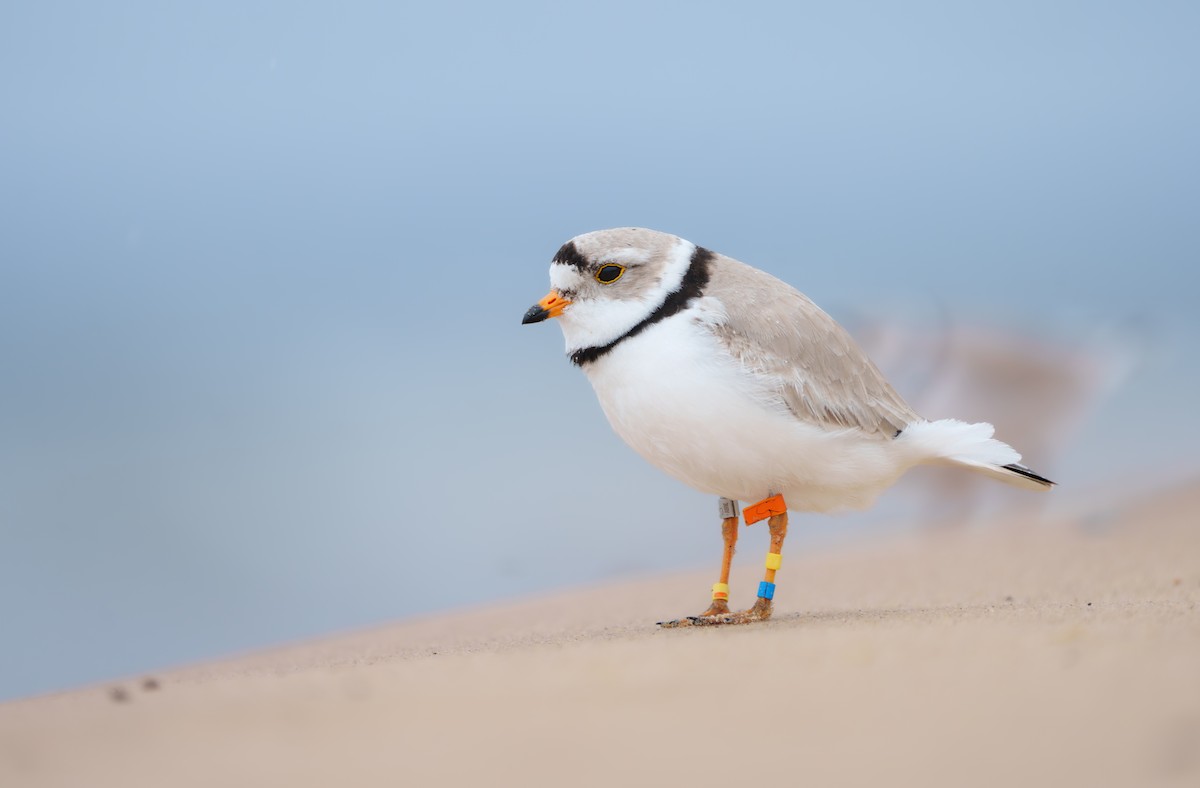 Piping Plover - ML620277132