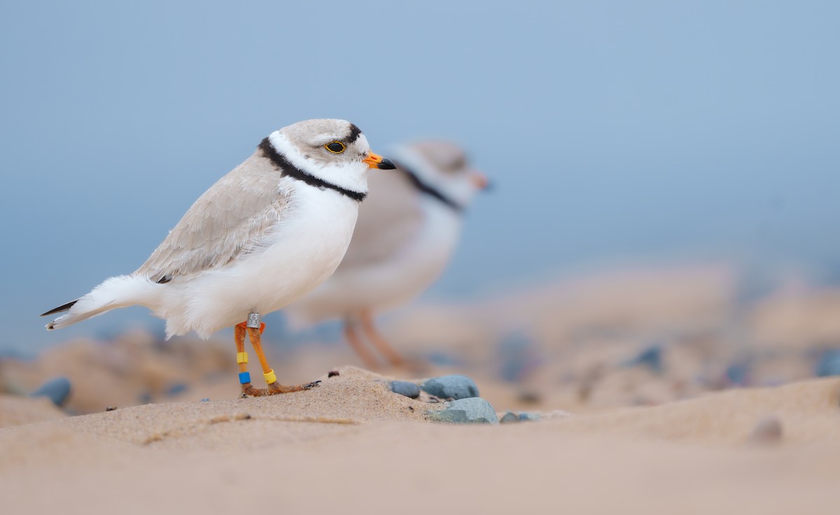 Piping Plover - ML620277133