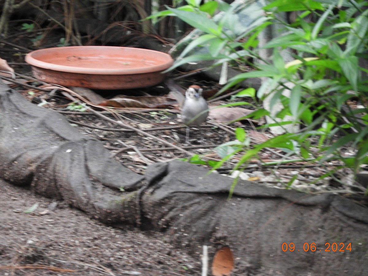 White-faced Ground-Sparrow - ML620277137