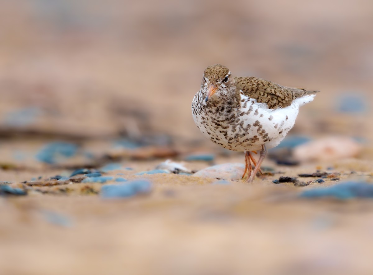 Spotted Sandpiper - ML620277138