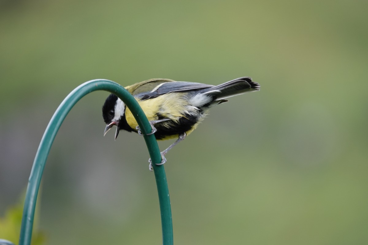 Great Tit - ML620277140