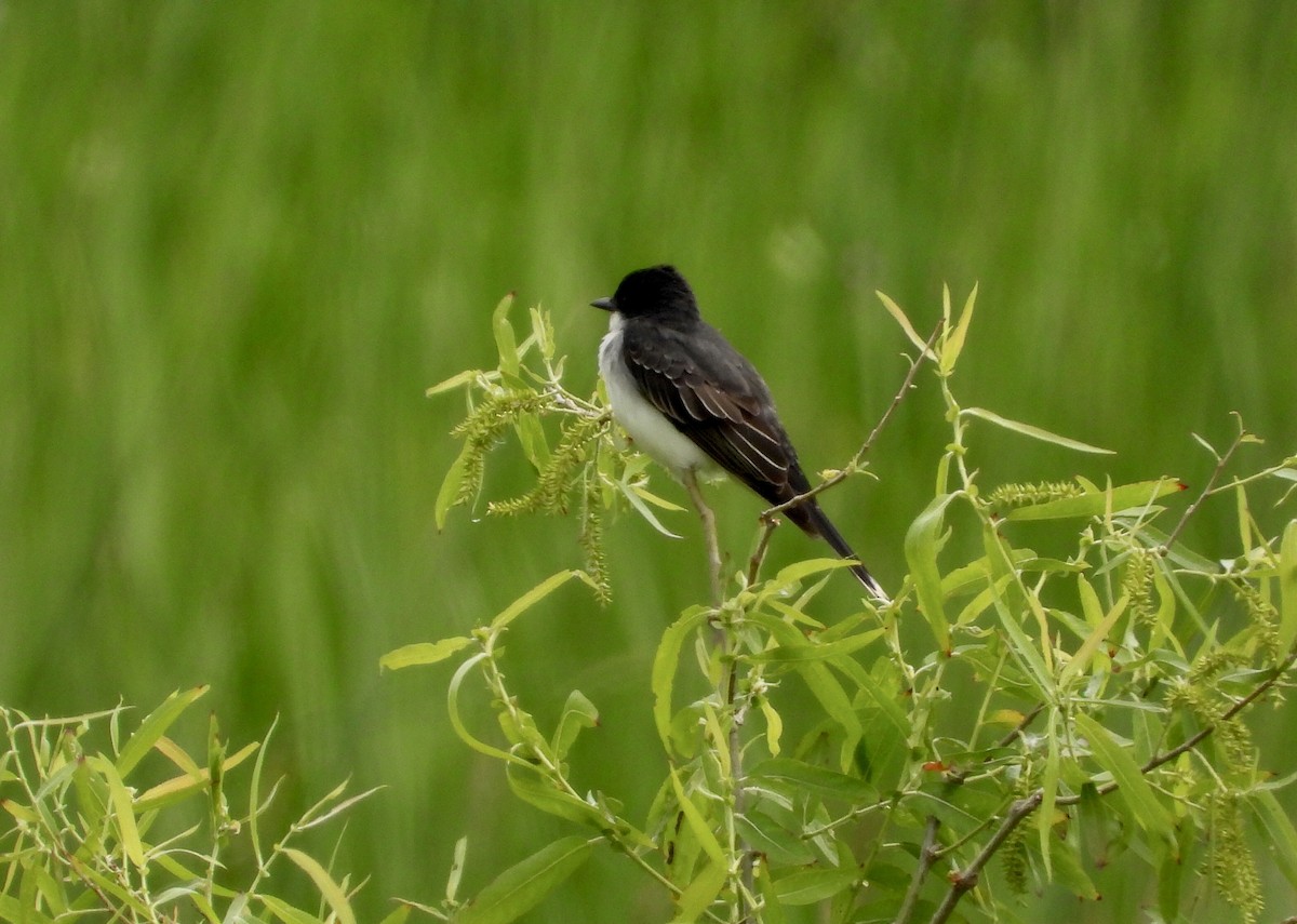 Eastern Kingbird - ML620277141