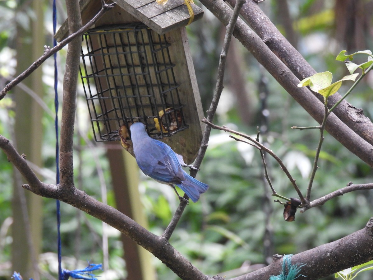 Blue-gray Tanager - ML620277142