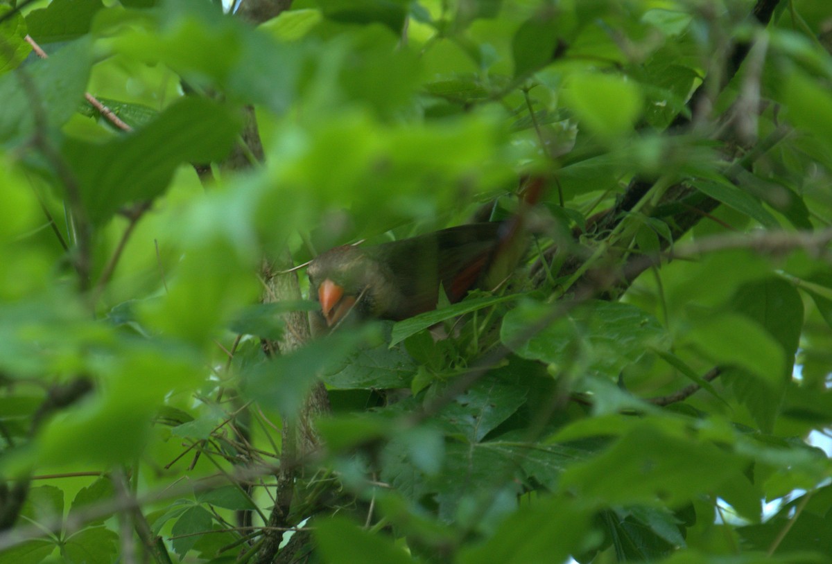 Northern Cardinal - ML620277144