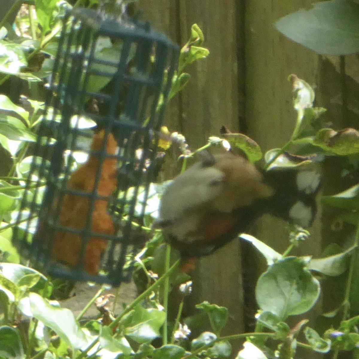 Spotted Towhee - ML620277146