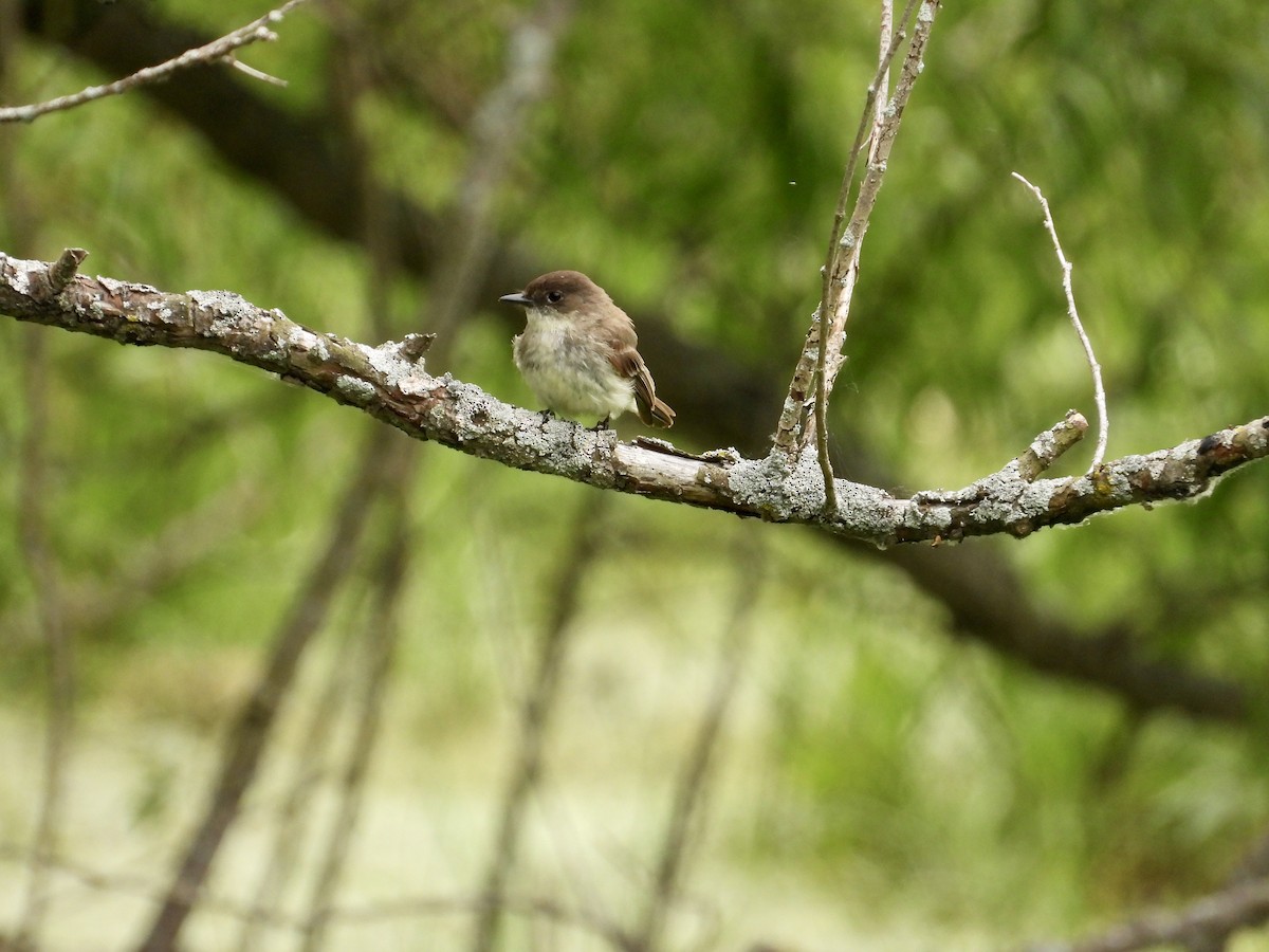 Eastern Phoebe - ML620277156